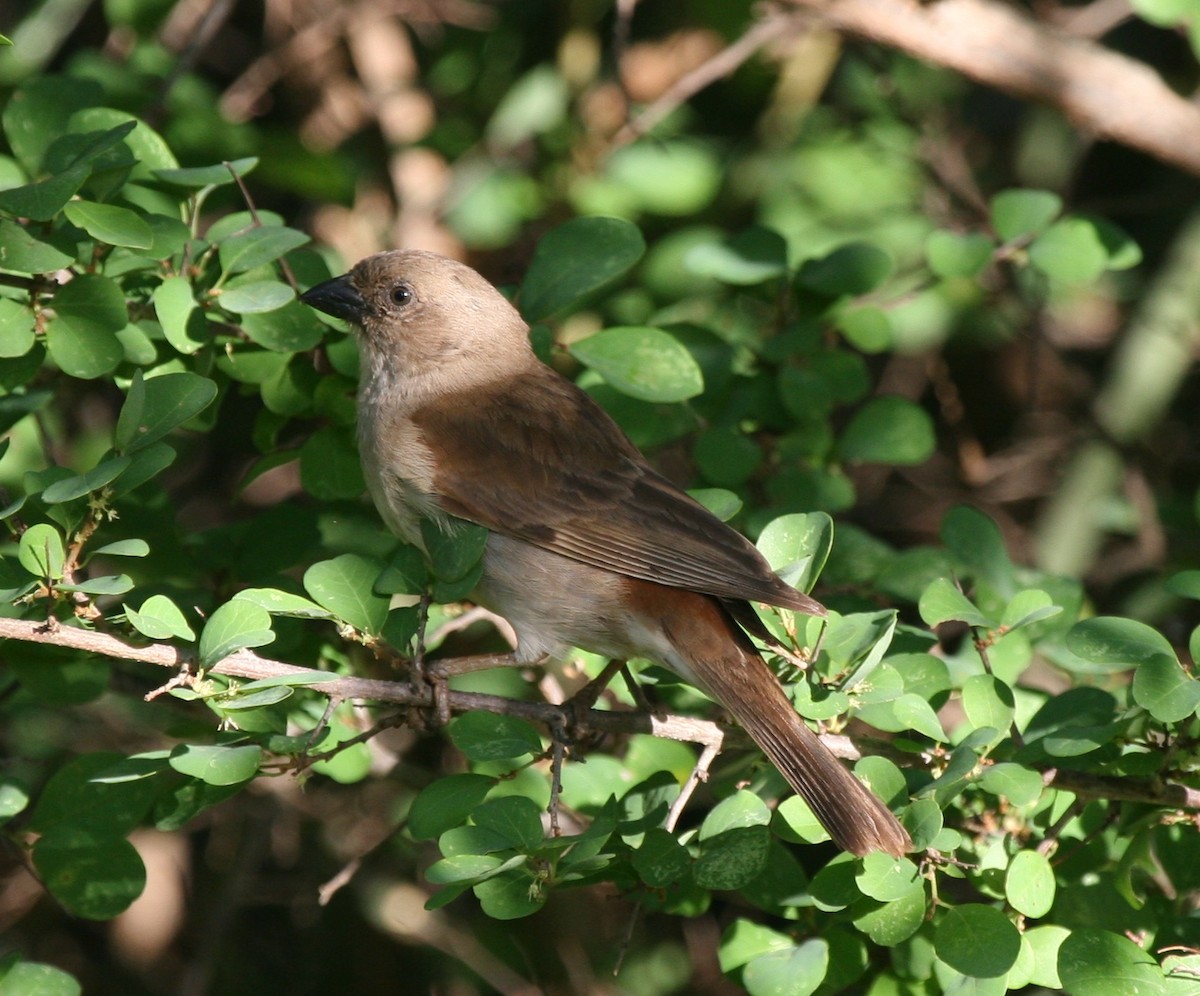 Southern Gray-headed Sparrow - Cole Wolf