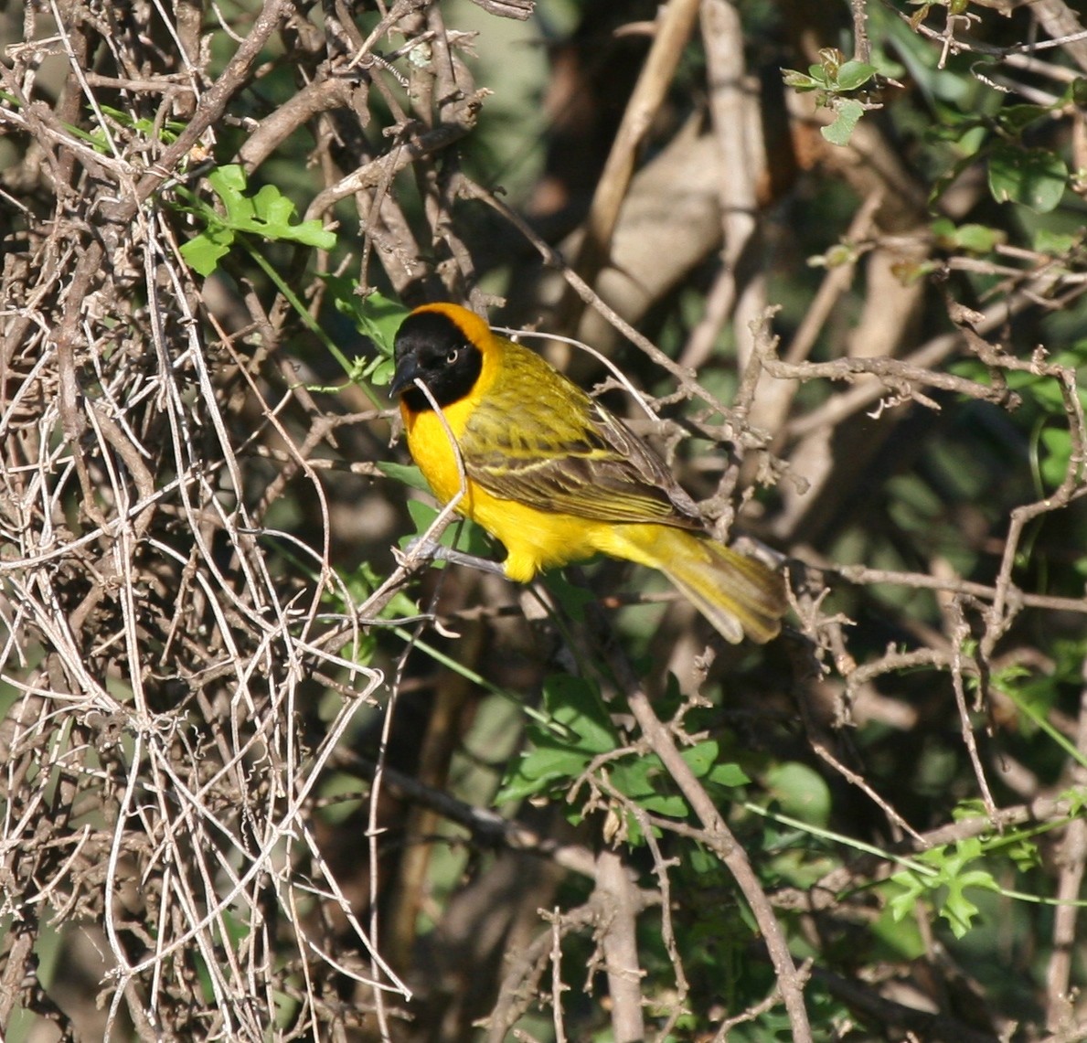 Lesser Masked-Weaver - Cole Wolf