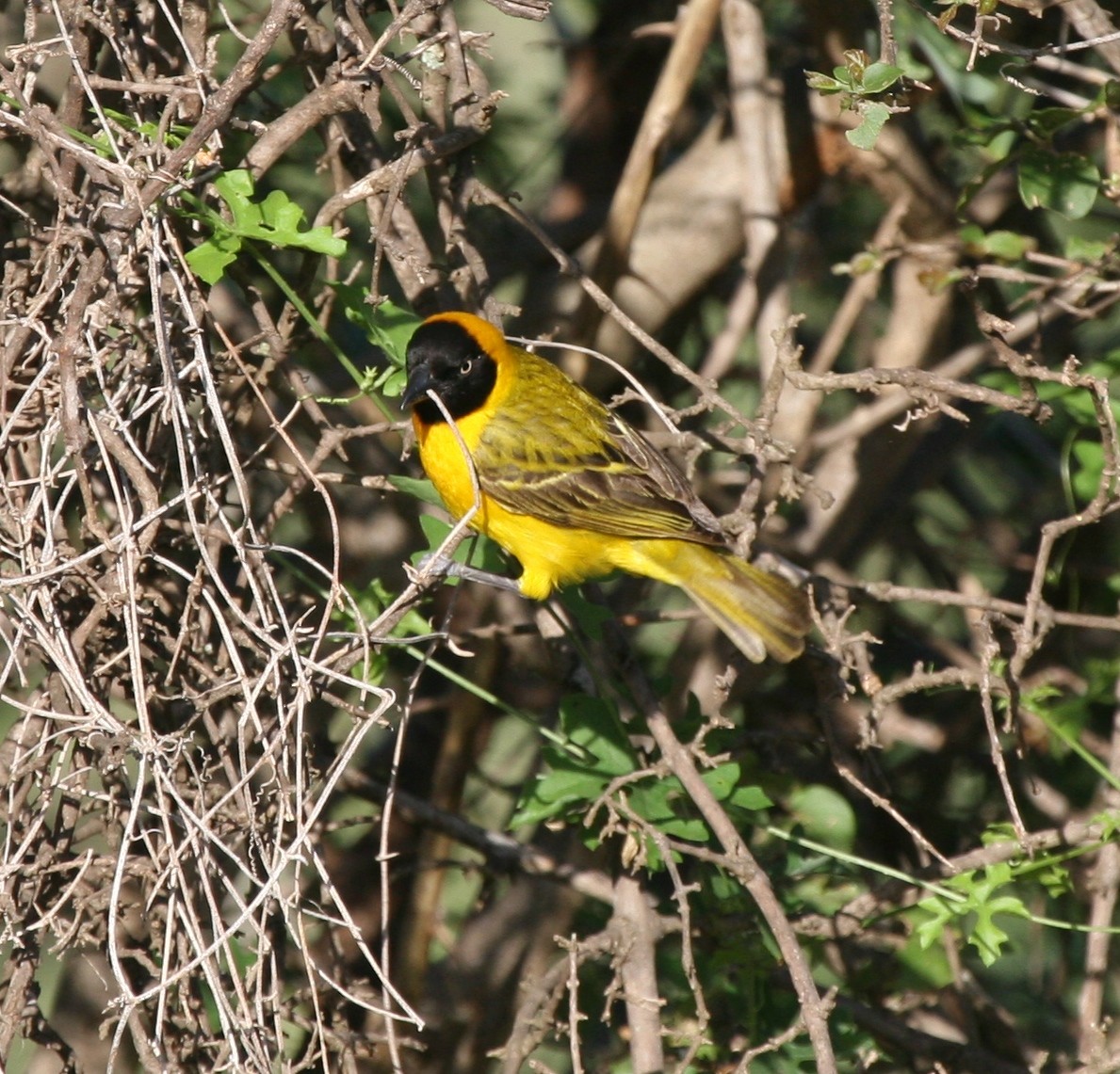 Lesser Masked-Weaver - ML144449381