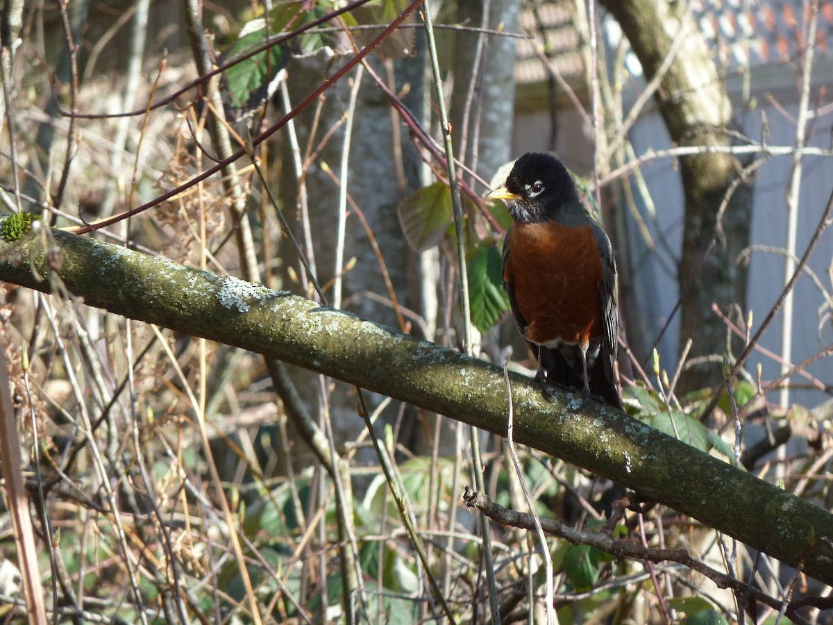 American Robin - Elaine Koehler