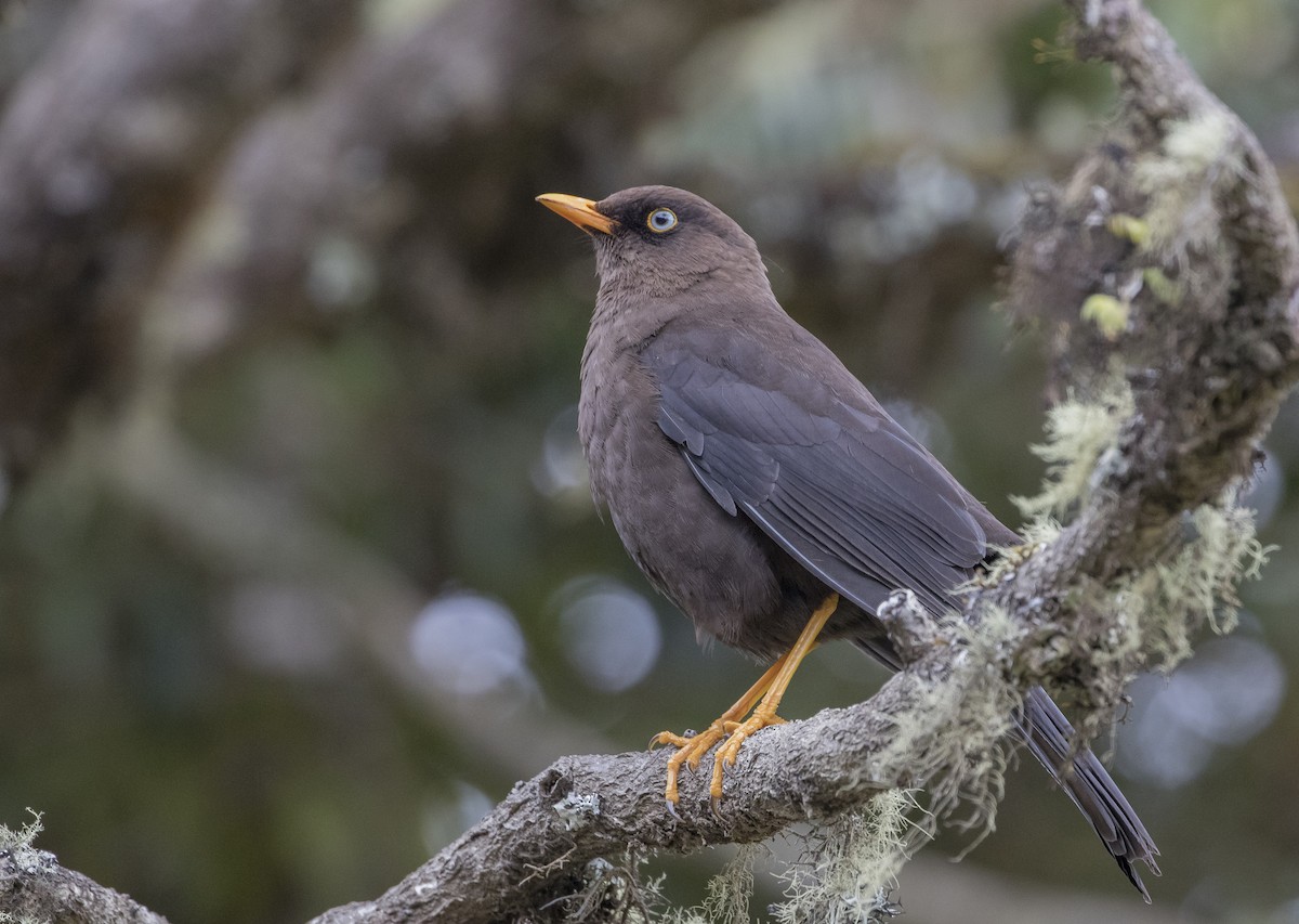 Sooty Thrush - ML144456421