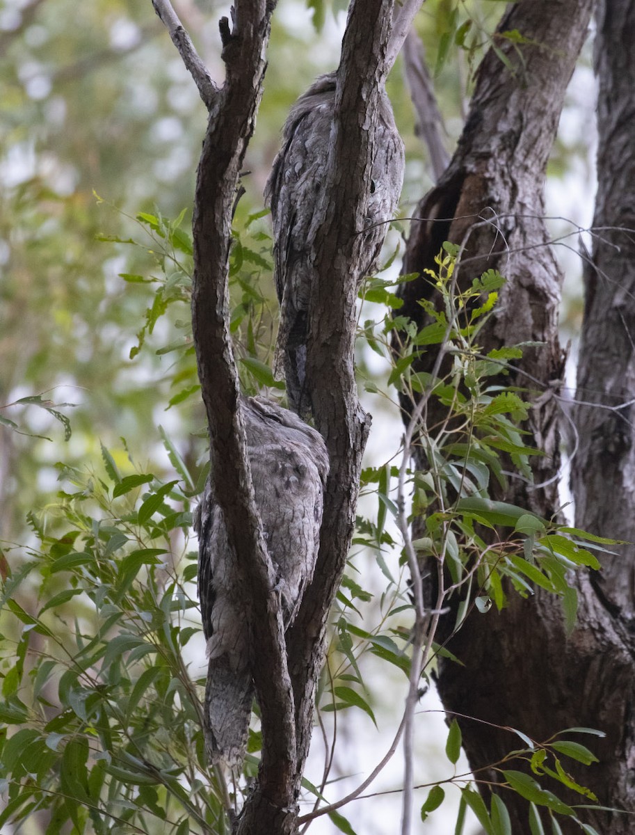 Tawny Frogmouth - Michael Todd