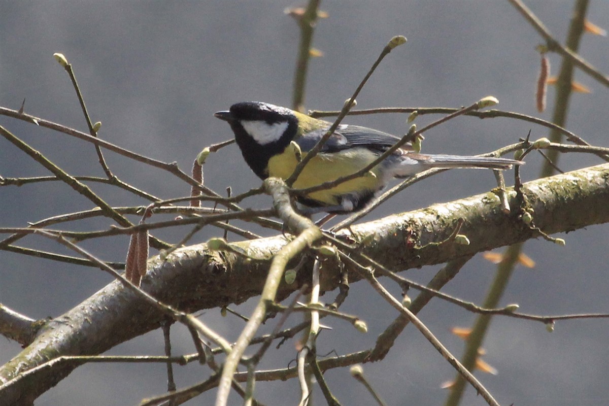 Great Tit - ML144458881