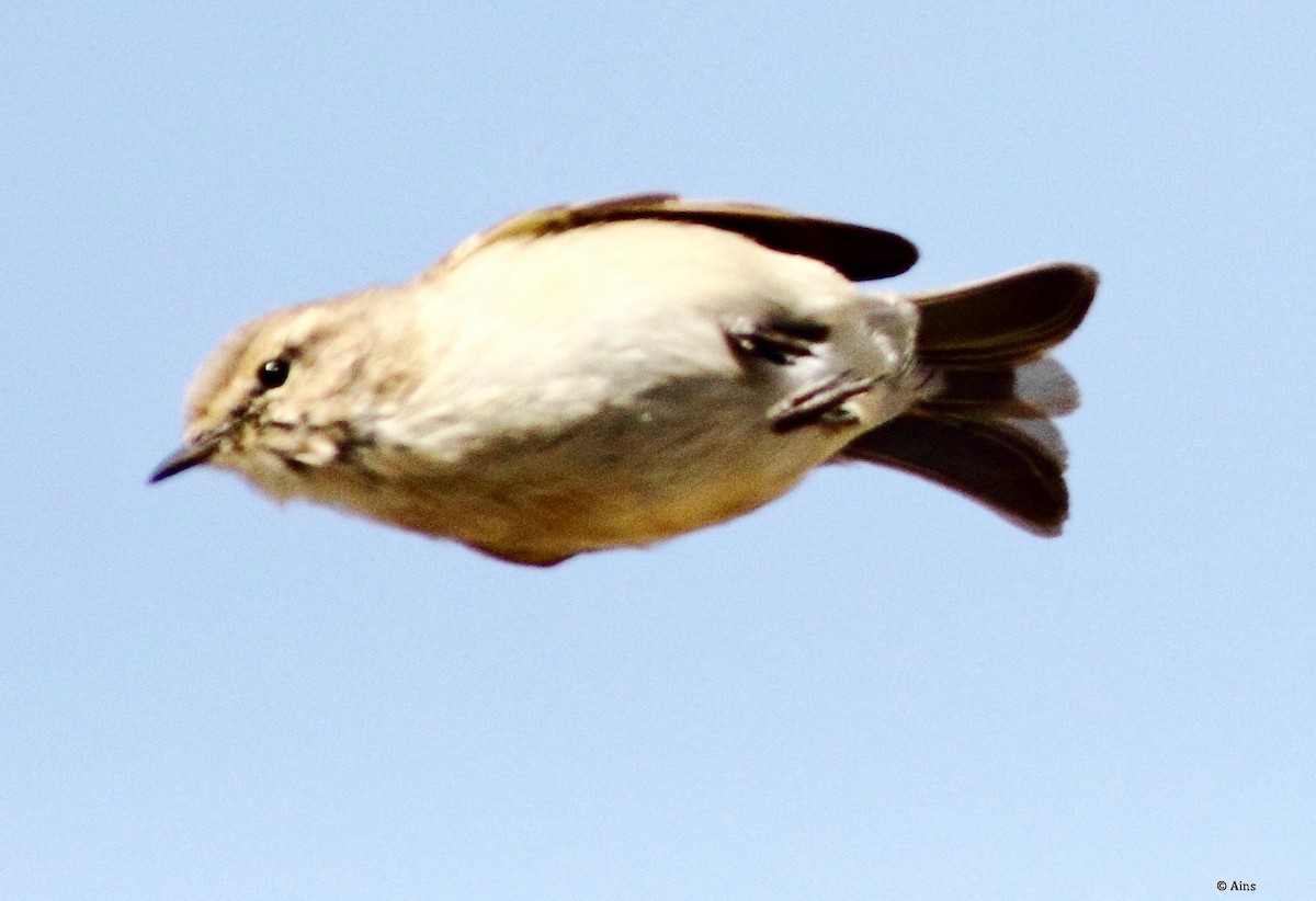 Common Chiffchaff - ML144459741