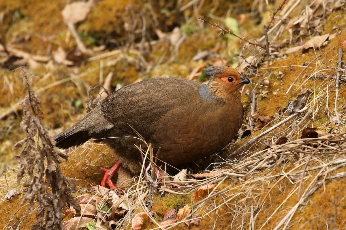 Blood Pheasant - Frank Thierfelder