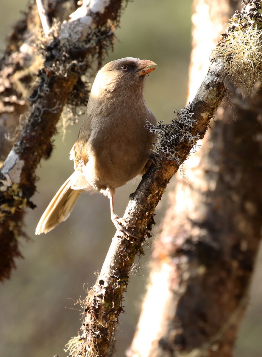 Great Parrotbill - Frank Thierfelder