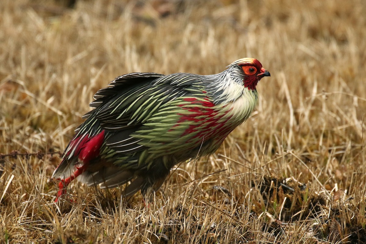 Blood Pheasant - Frank Thierfelder