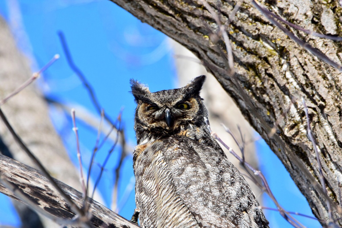 Great Horned Owl - jean-marc lavallée