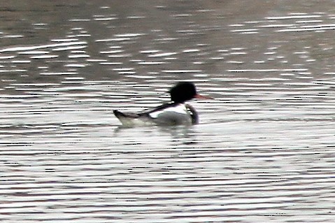 Red-breasted Merganser - ML144463341