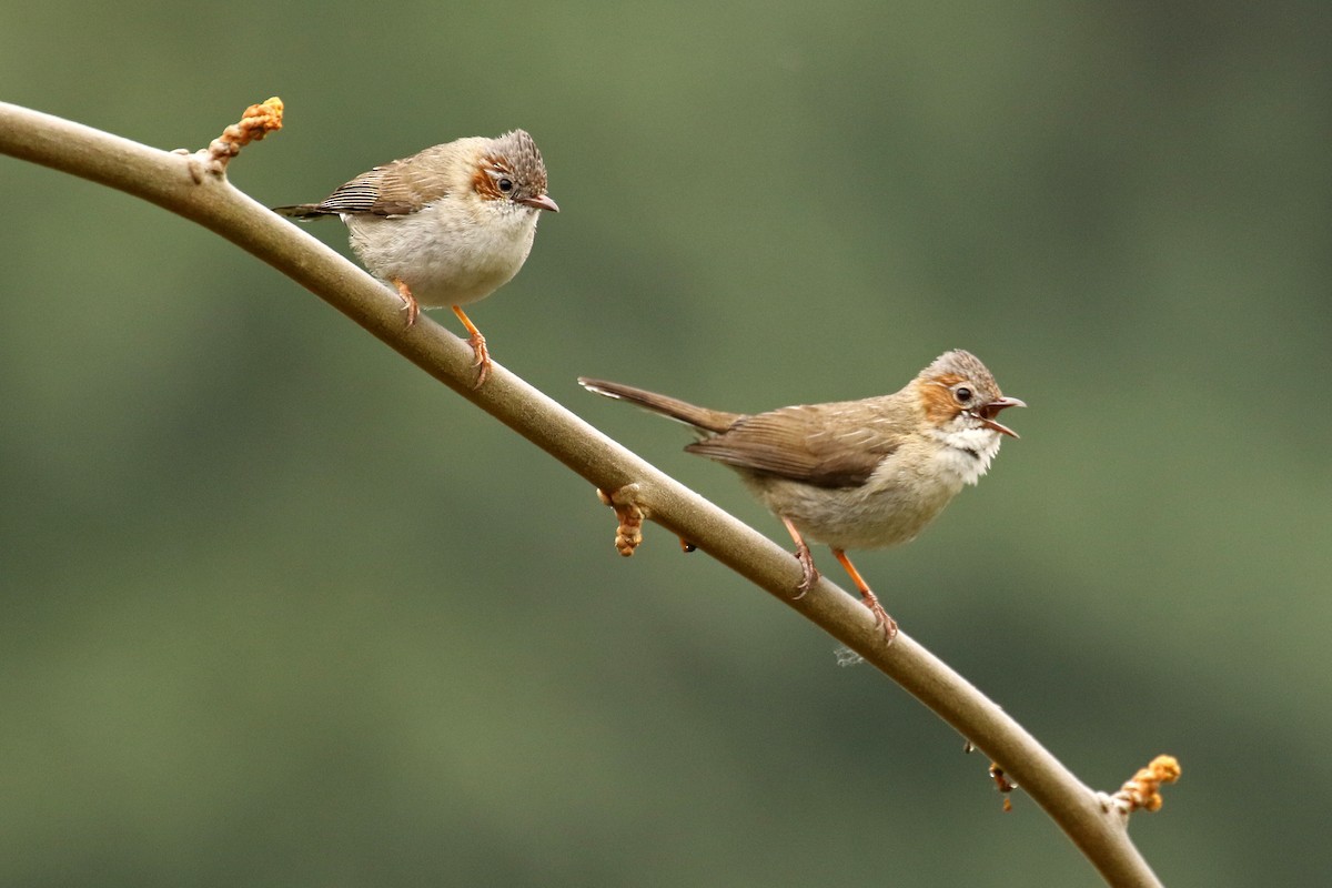 Striated Yuhina - Frank Thierfelder