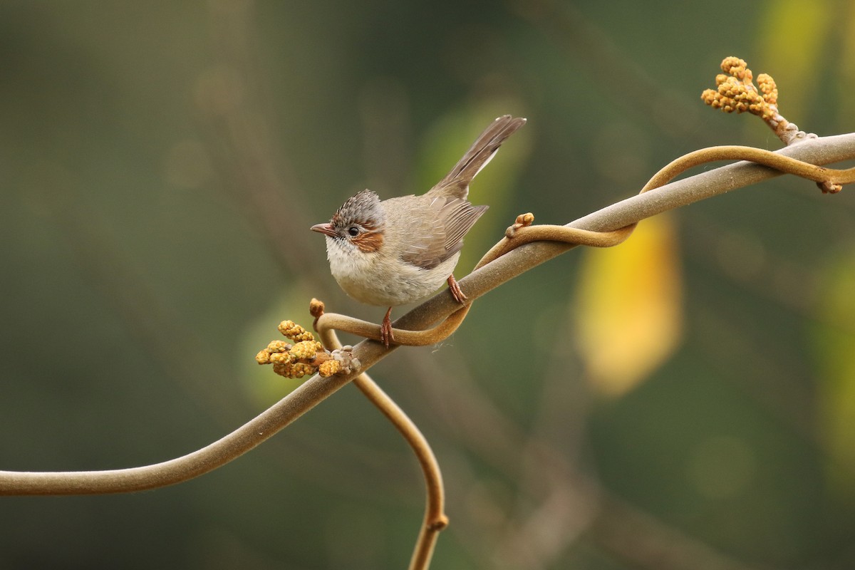 Striated Yuhina - Frank Thierfelder
