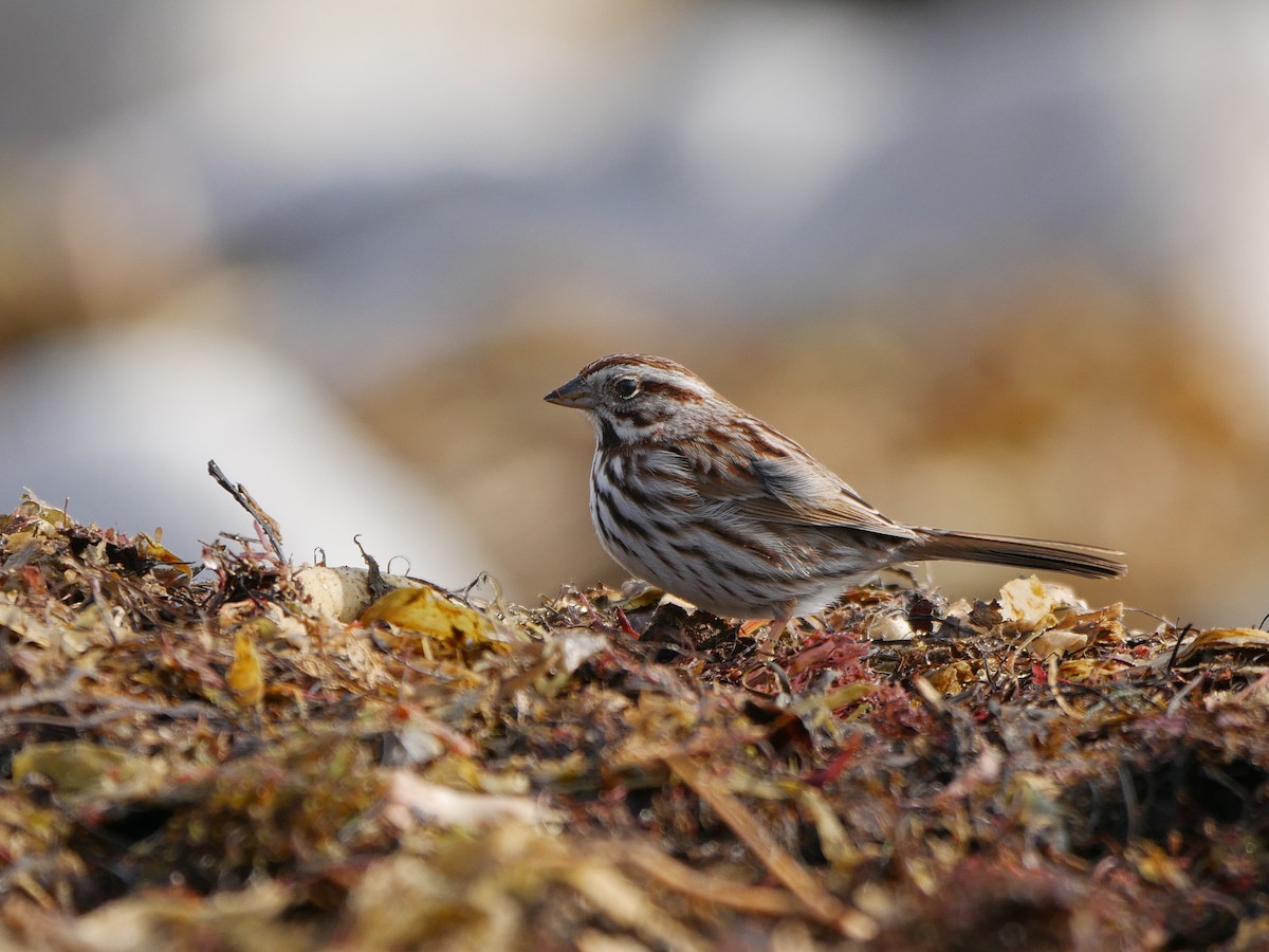 Song Sparrow - Rob Edsall