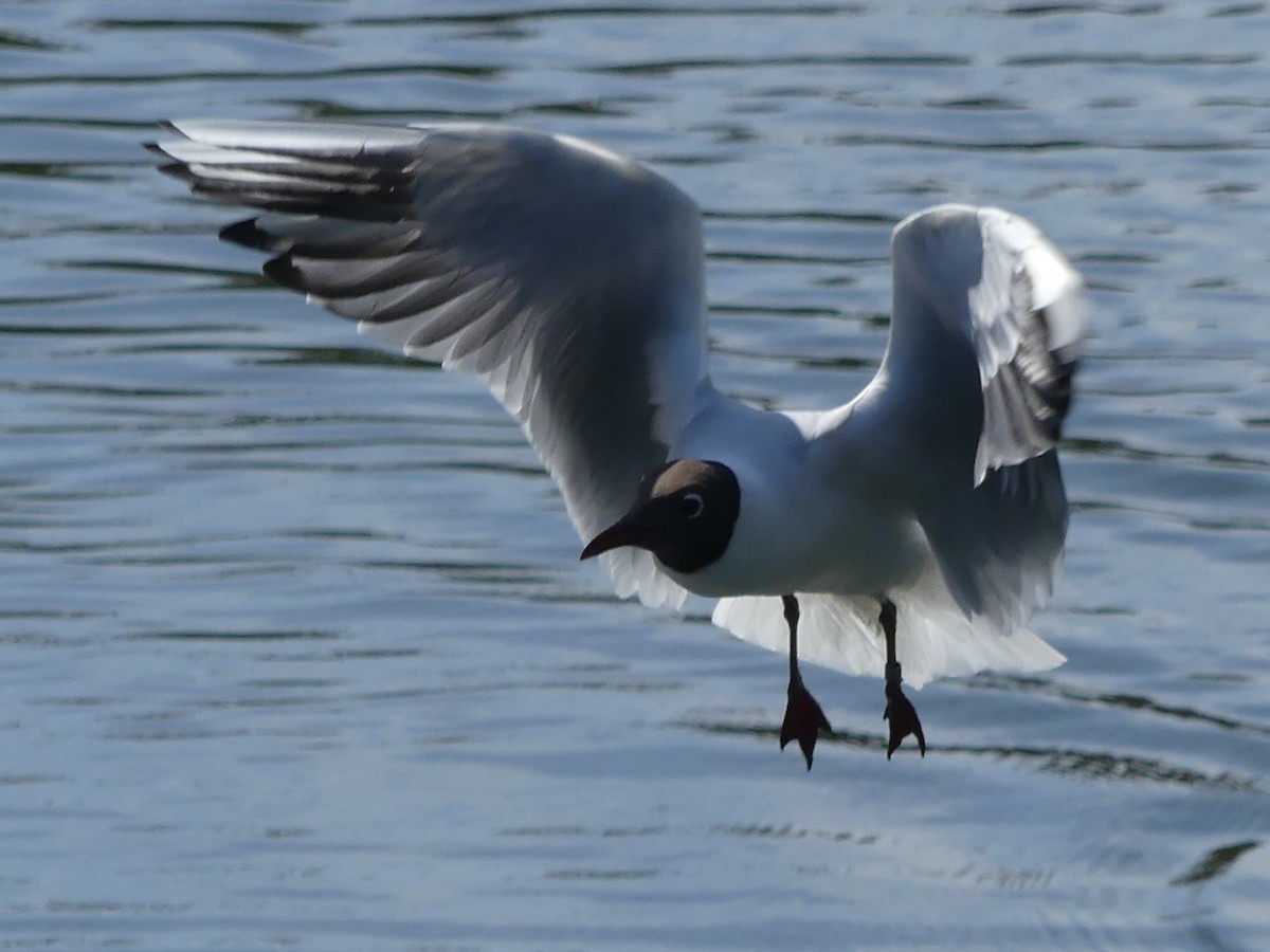 Mouette rieuse - ML144465221