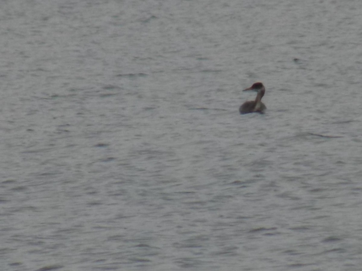 Red-necked Grebe - ML144466751