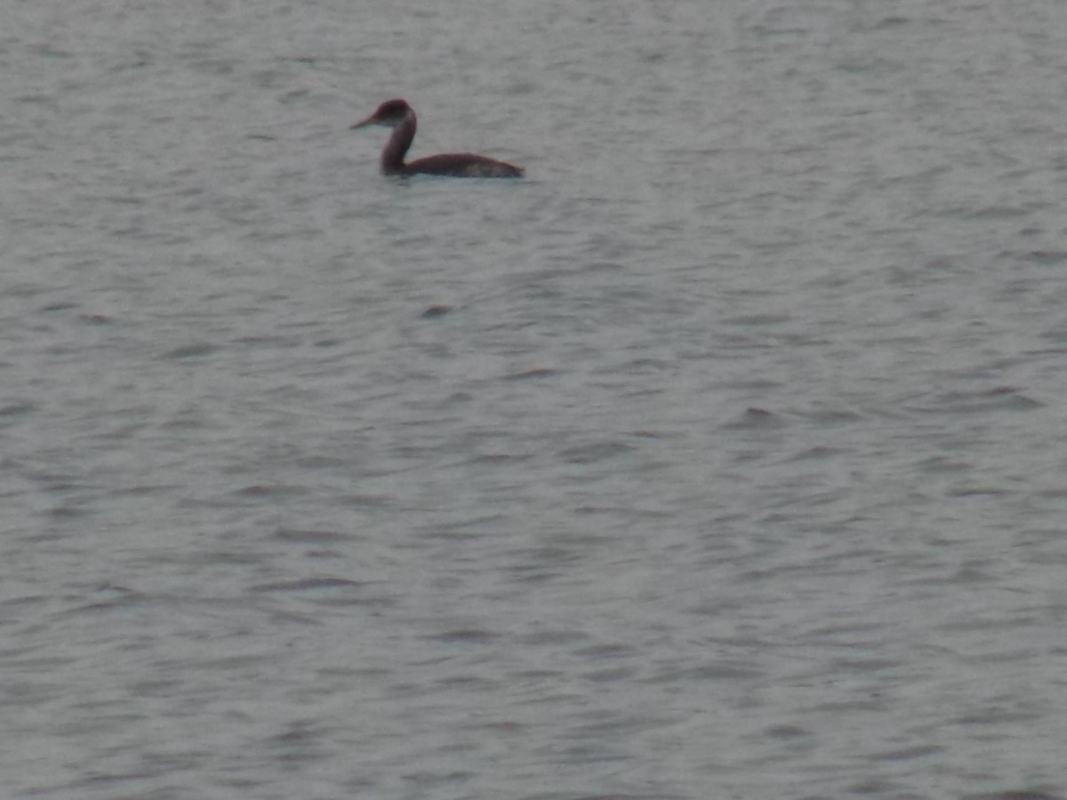 Red-necked Grebe - ML144466761