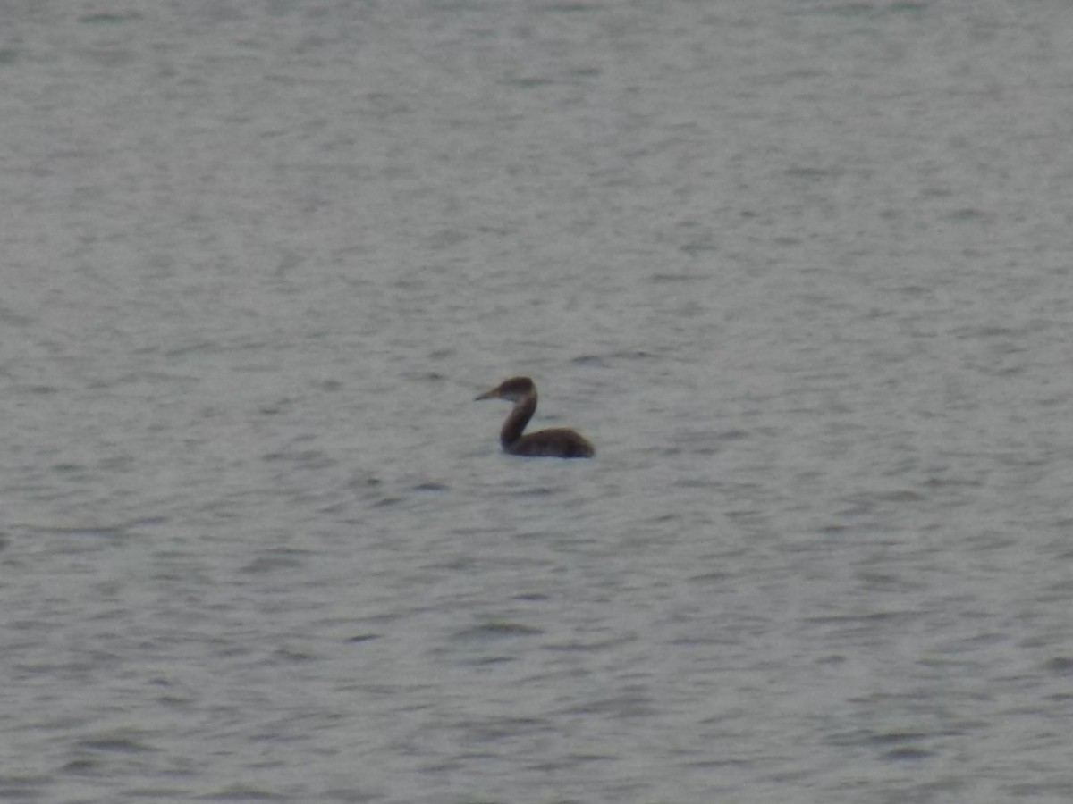 Red-necked Grebe - ML144466781