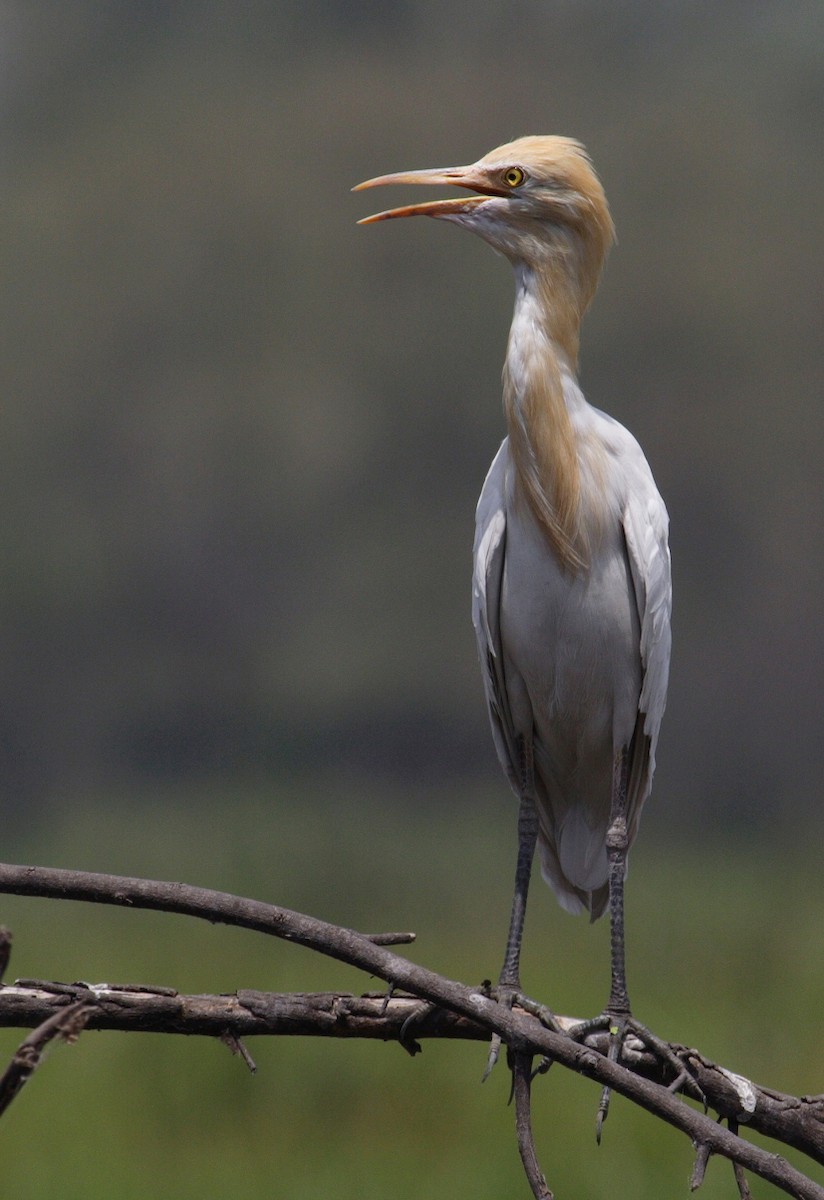 Eastern Cattle Egret - ML144468691