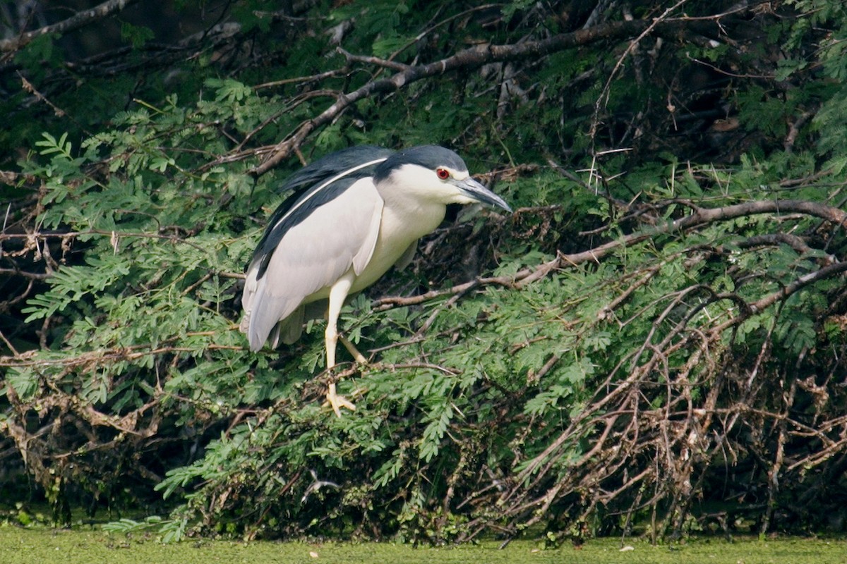 Black-crowned Night Heron - ML144468901