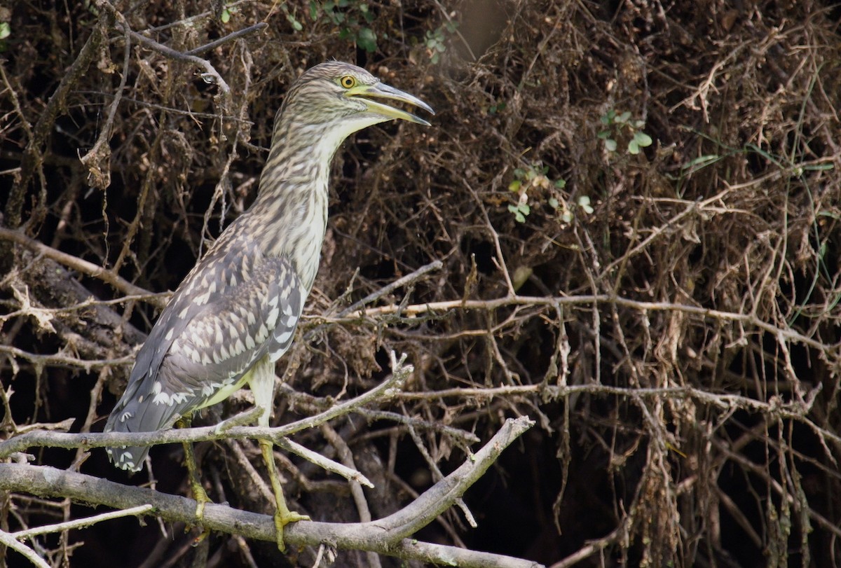 Black-crowned Night Heron - ML144468931