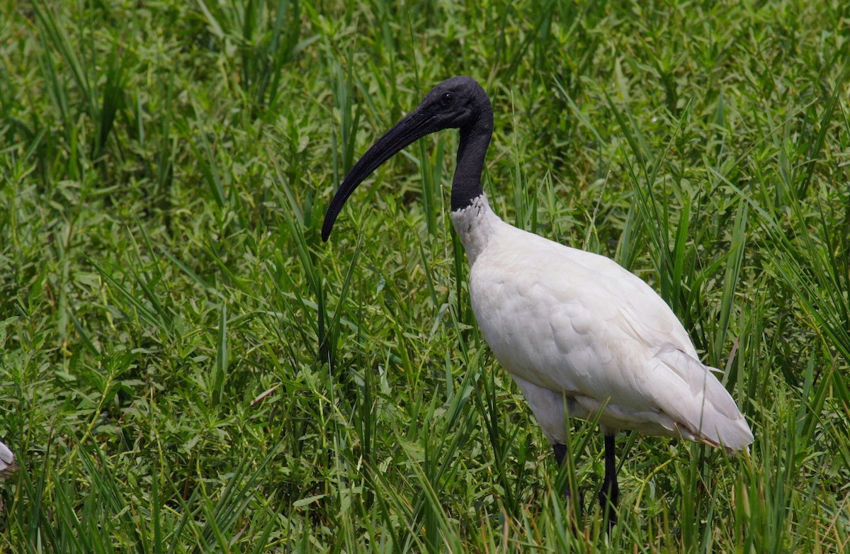 ibis černohlavý - ML144469211