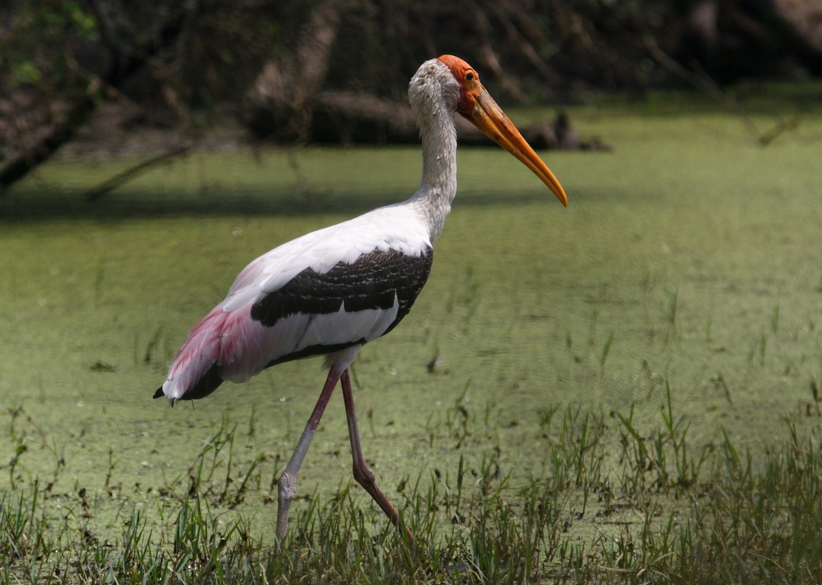 Painted Stork - António Gonçalves