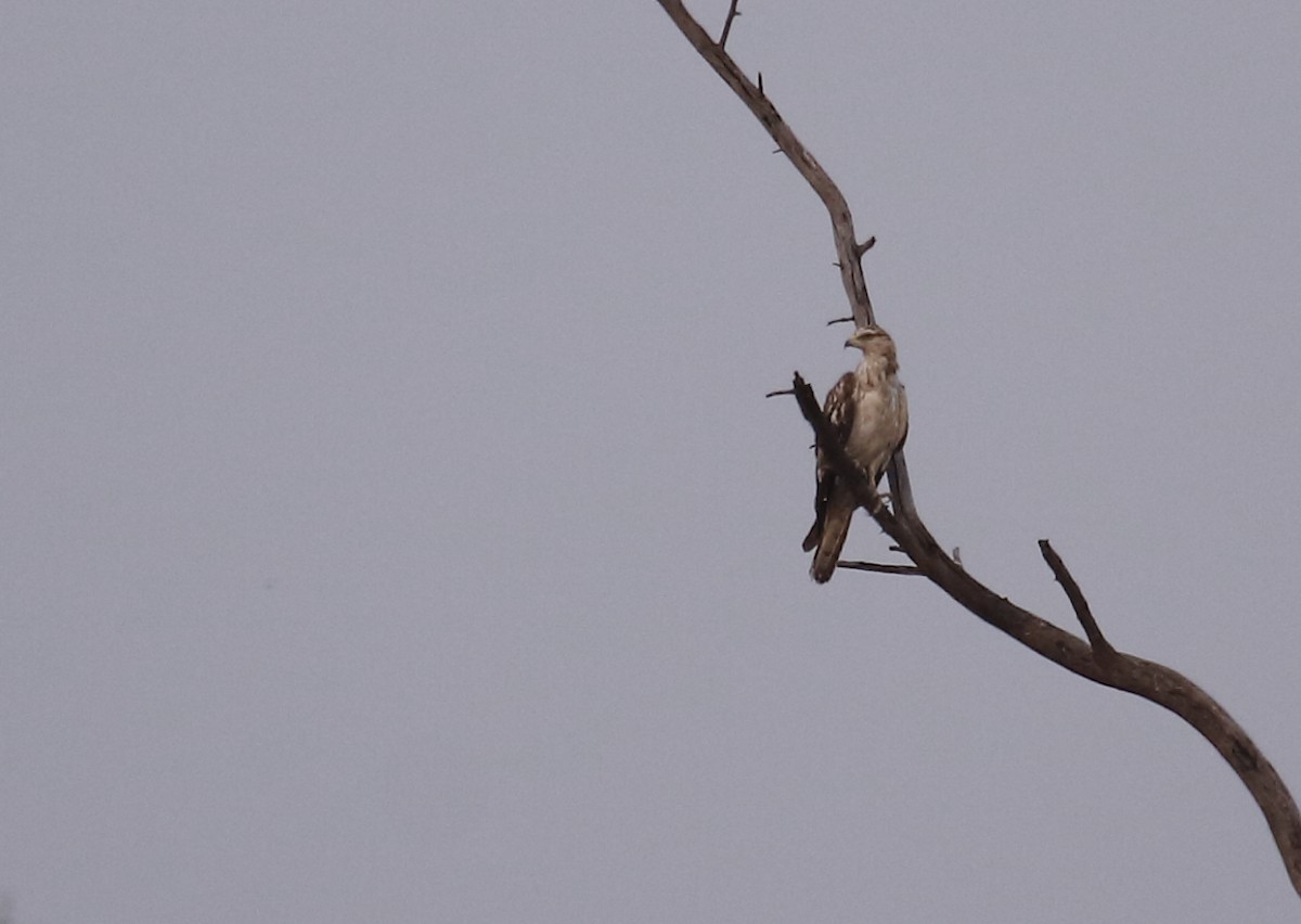 Oriental Honey-buzzard - ML144470211