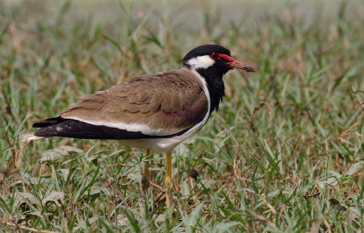 Red-wattled Lapwing - ML144471041