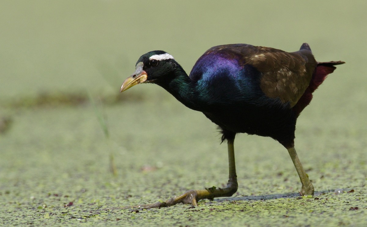 Bronze-winged Jacana - ML144471171