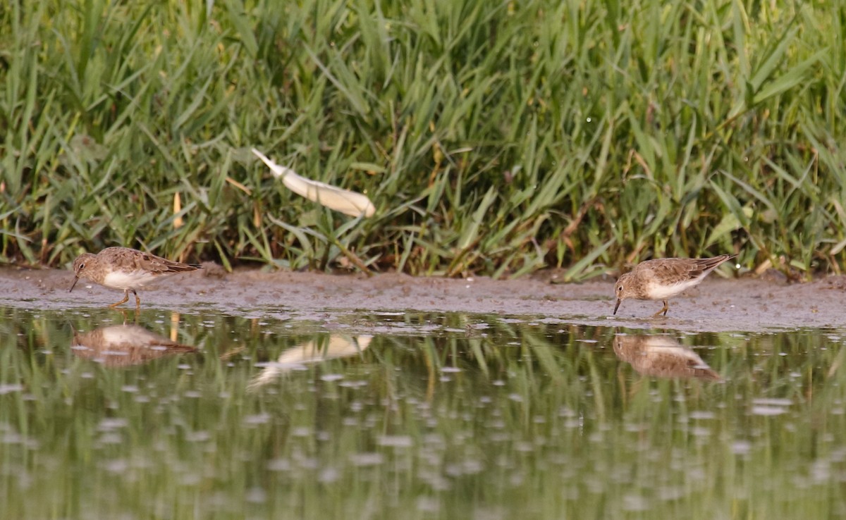 Temminck's Stint - António Gonçalves