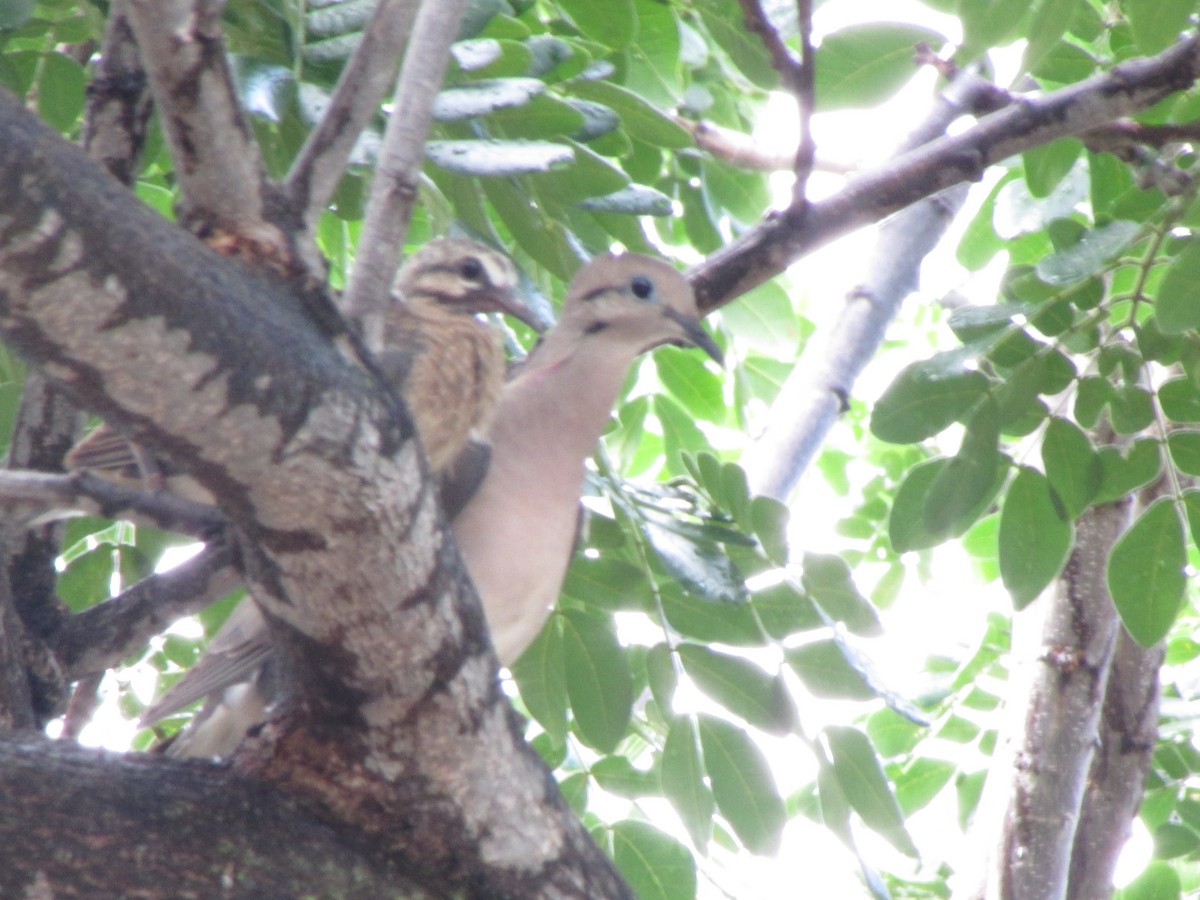 Eared Dove - ML144472161