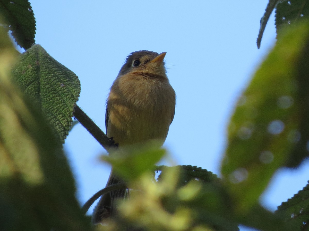 Buff-breasted Flycatcher - John van Dort