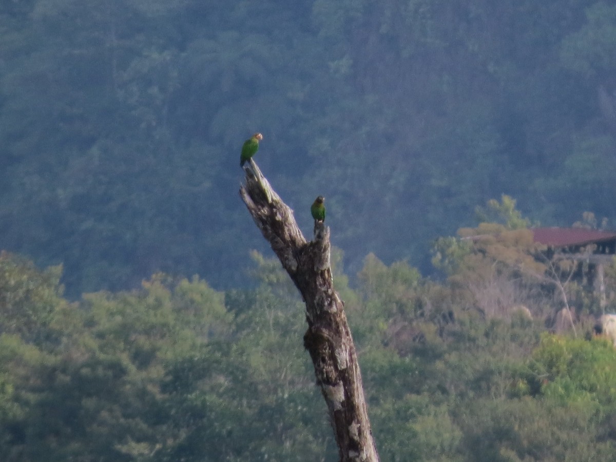 Brown-hooded Parrot - ML144473291