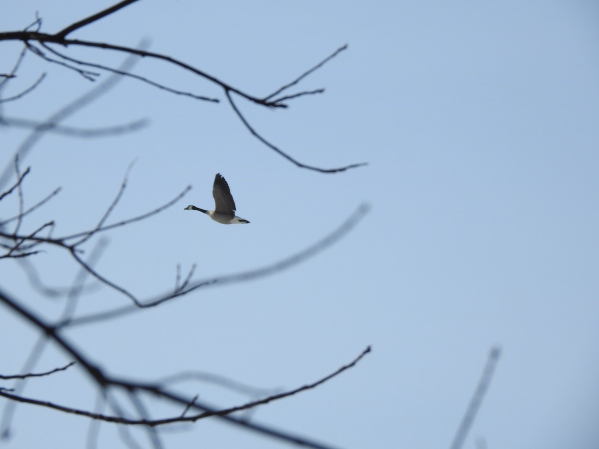 Canada Goose - Tom Baumgart