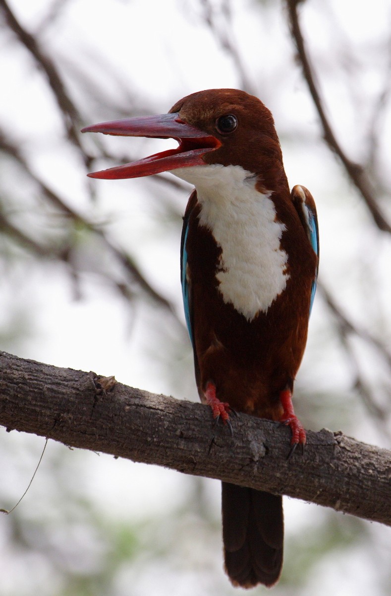 White-throated Kingfisher - ML144473801