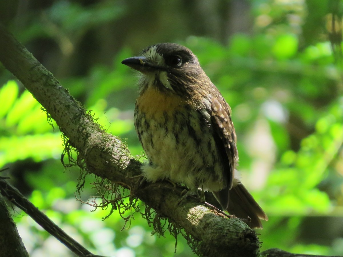 White-whiskered Puffbird - ML144473831