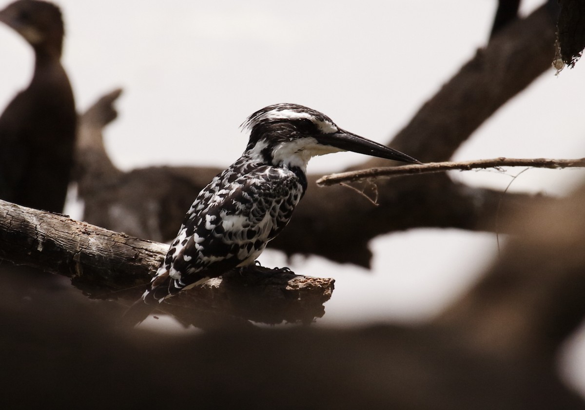 Pied Kingfisher - ML144474011