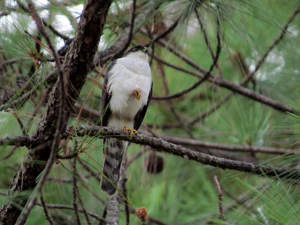 Sharp-shinned Hawk (White-breasted) - ML144474871