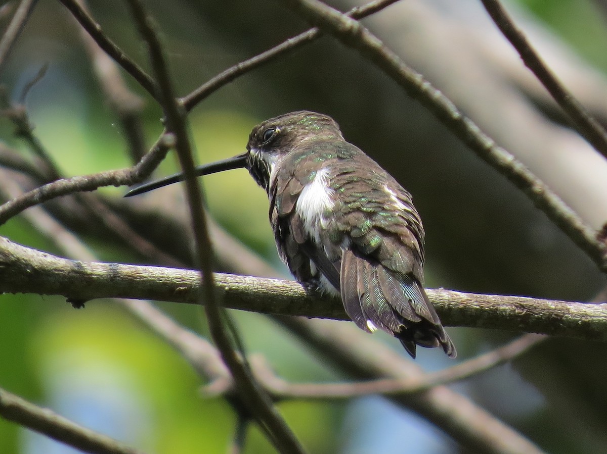 Long-billed Starthroat - ML144475531