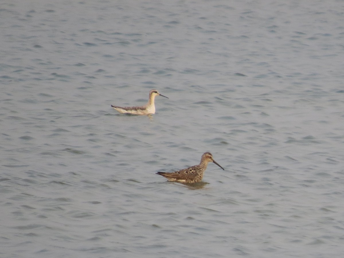 Wilson's Phalarope - ML144475861