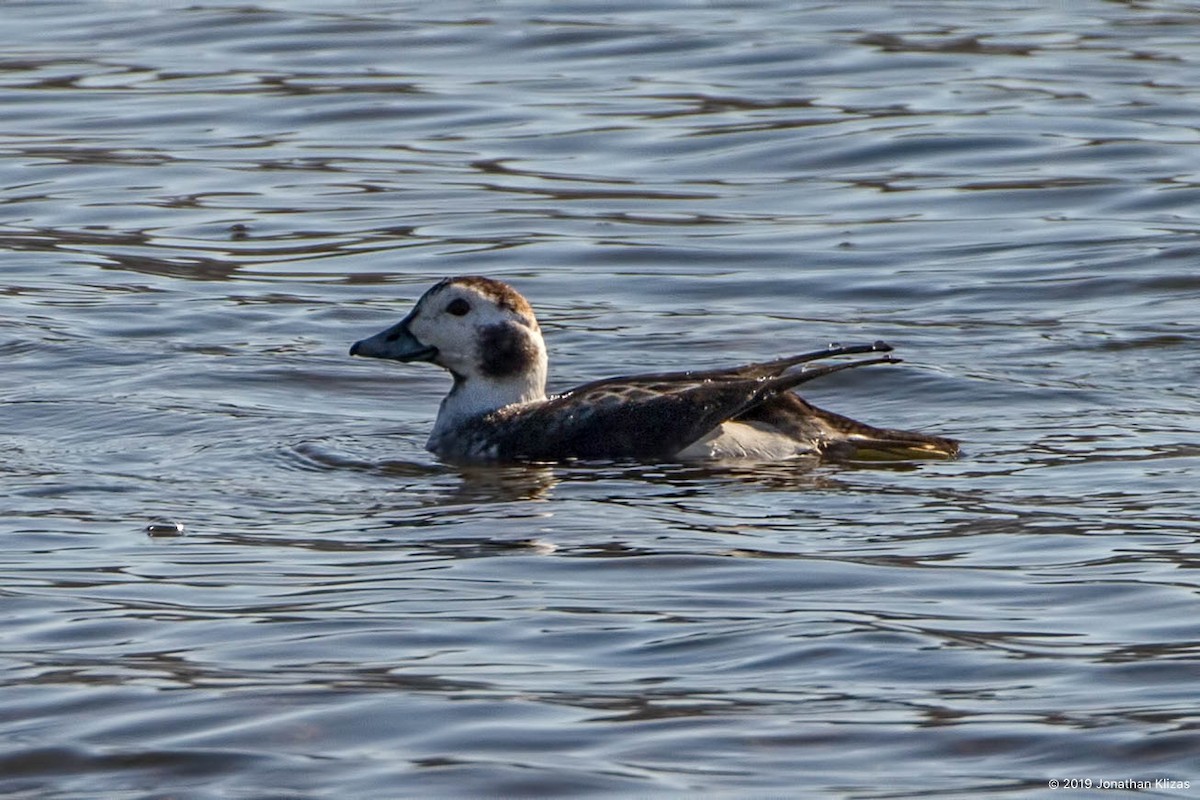 Long-tailed Duck - ML144476661