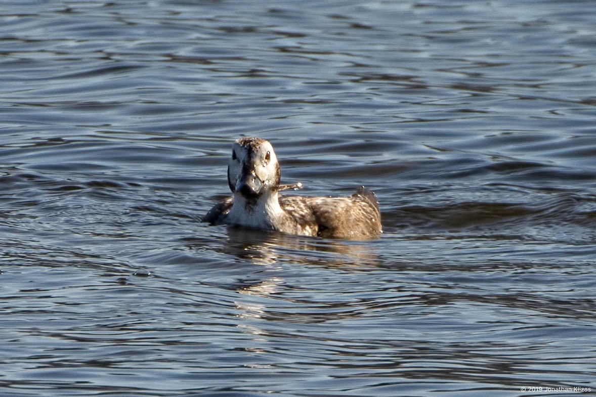 Long-tailed Duck - ML144476771