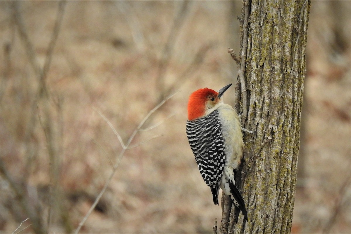 Red-bellied Woodpecker - ML144476841