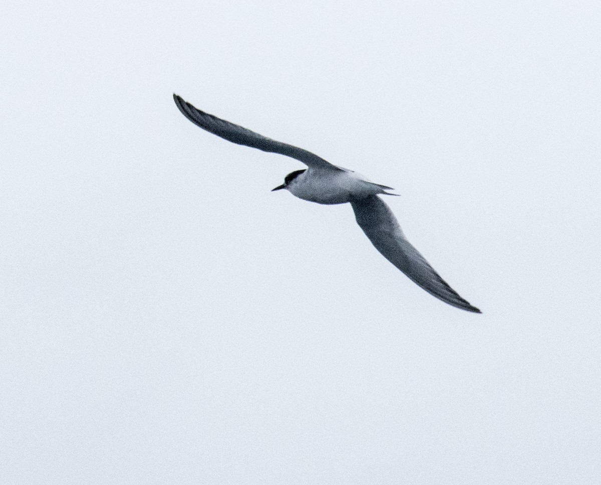 Antarctic Tern - ML144477621