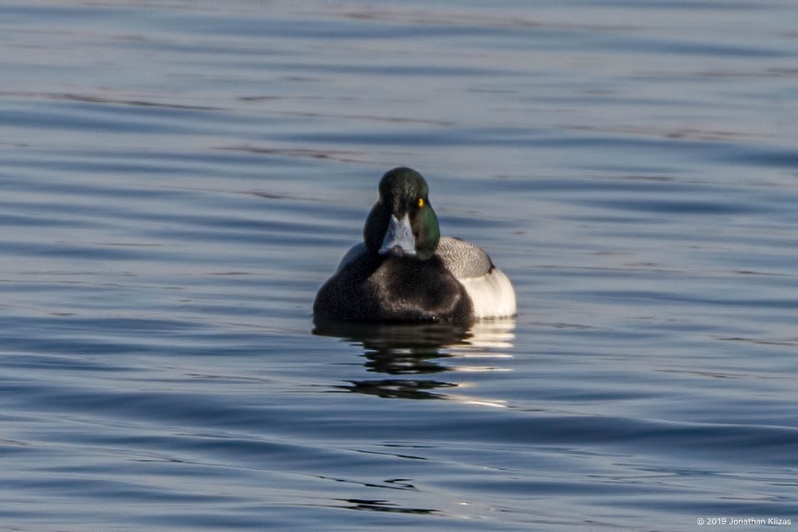Greater Scaup - ML144477721