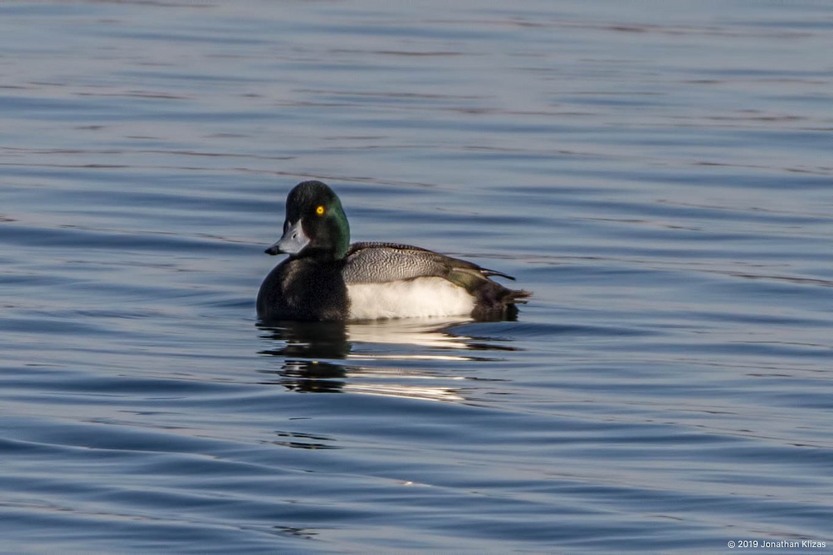 Greater Scaup - ML144477741