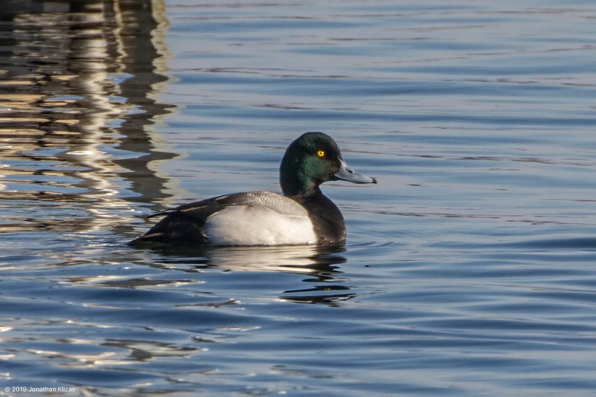 Greater Scaup - ML144477751