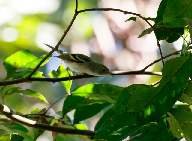 Chestnut-sided Warbler - ML144478521