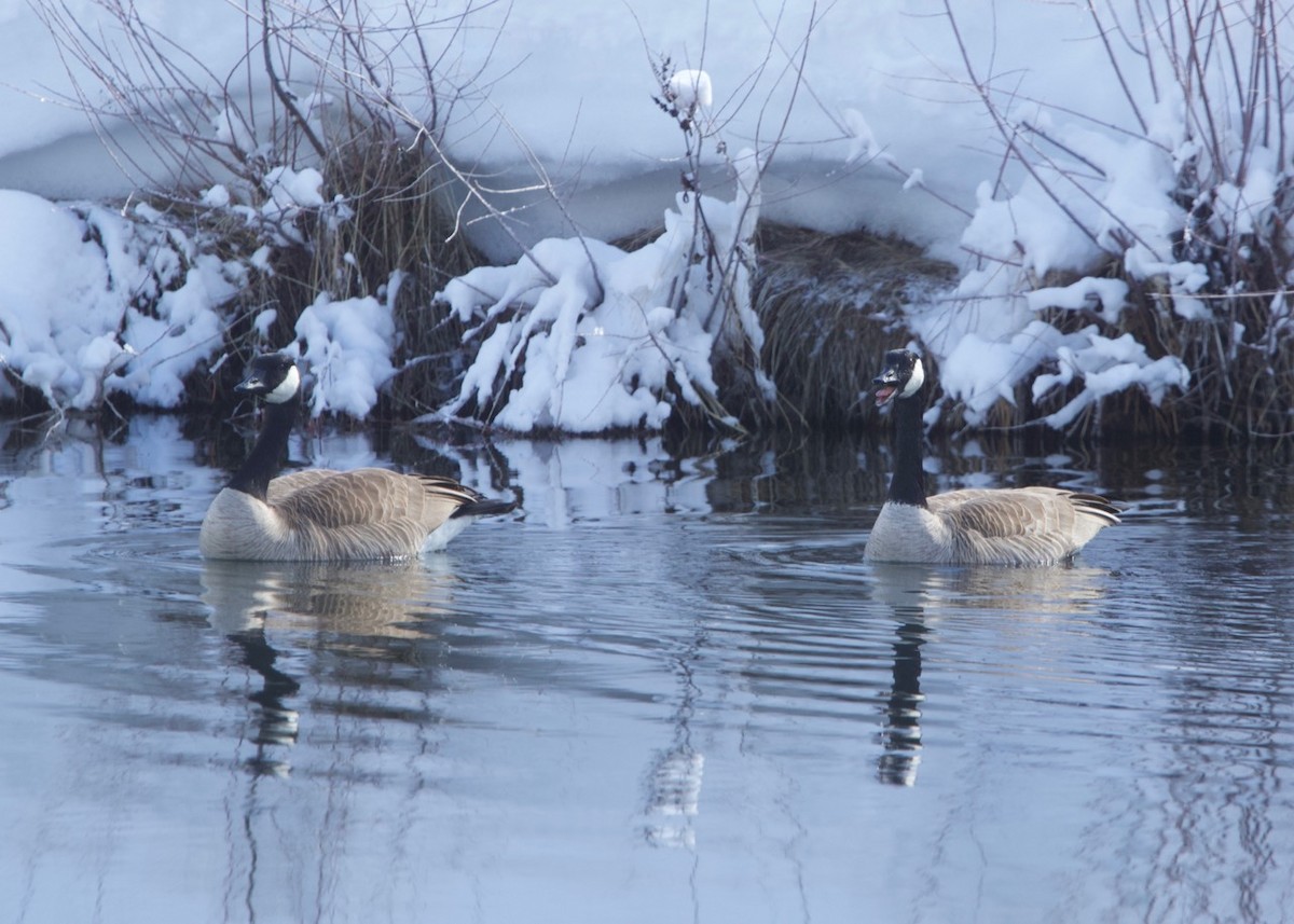 Canada Goose - ML144480291