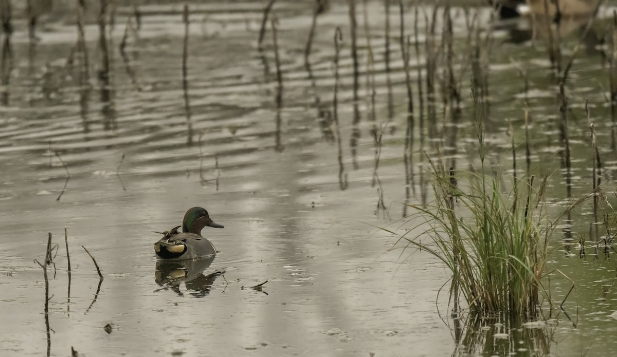 Green-winged Teal - Robert Michaelson
