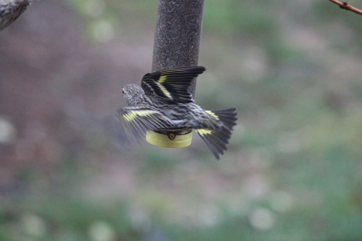 Pine Siskin - ML144482471